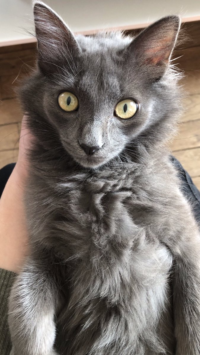 DjFlorum's tweet photo. J’passe de bonnes vacances hein...
Mais putain mon chat me manque 😭
Mon Namour ça 😻😻😻😻
#Aoro https://t.co/pBE1uq7nhP