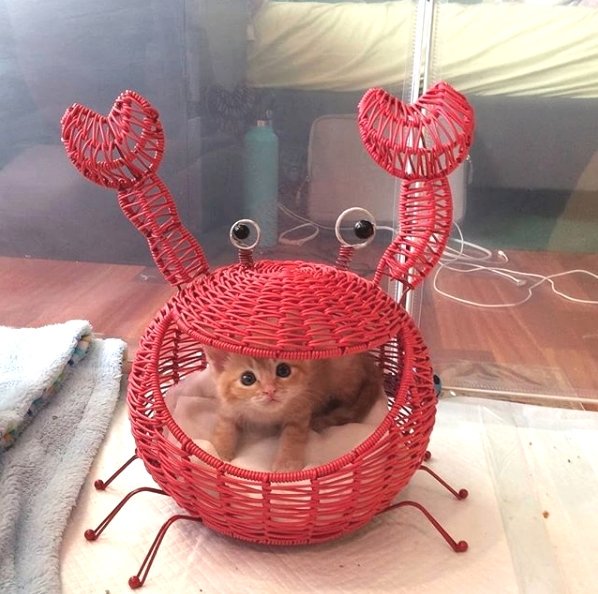 This cat house is totally amazing 😹😹

🔔 Don't miss out on any post - turn notifications ON

#instacats #cat #cats #kitty #pet #meow #pets #kittymeow
