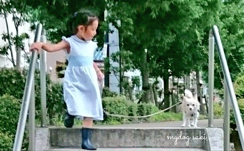 75japan_neko's tweet photo. mydog＆friend https://t.co/NUYNPpfAWK