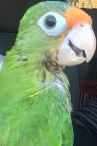 sol_esquinka's tweet photo. #SabadoDe
A 1 mes de haberte perdido...🐦 #Pochie
Tras la vida... La muerte...
#10agosto https://t.co/laMk144RDr