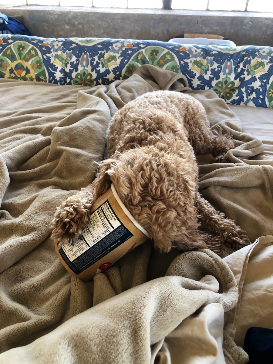 batch864's tweet photo. @dog_rates This is Tess. She loves to help get recycle items ready to put in the recycle bin. 18/10 for environmental consciousness? @Abbeybatch @Embatch_ @AngieBatch @bradistall https://t.co/DPrUyR7hZr