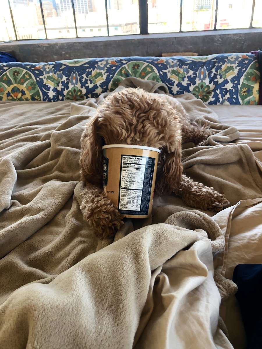 batch864's tweet photo. @dog_rates This is Tess. She loves to help get recycle items ready to put in the recycle bin. 18/10 for environmental consciousness? @Abbeybatch @Embatch_ @AngieBatch @bradistall https://t.co/DPrUyR7hZr