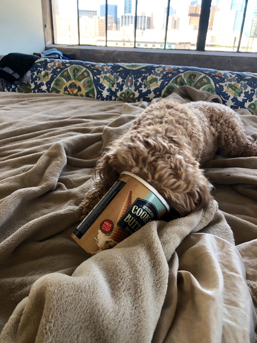 batch864's tweet photo. @dog_rates This is Tess. She loves to help get recycle items ready to put in the recycle bin. 18/10 for environmental consciousness? @Abbeybatch @Embatch_ @AngieBatch @bradistall https://t.co/DPrUyR7hZr