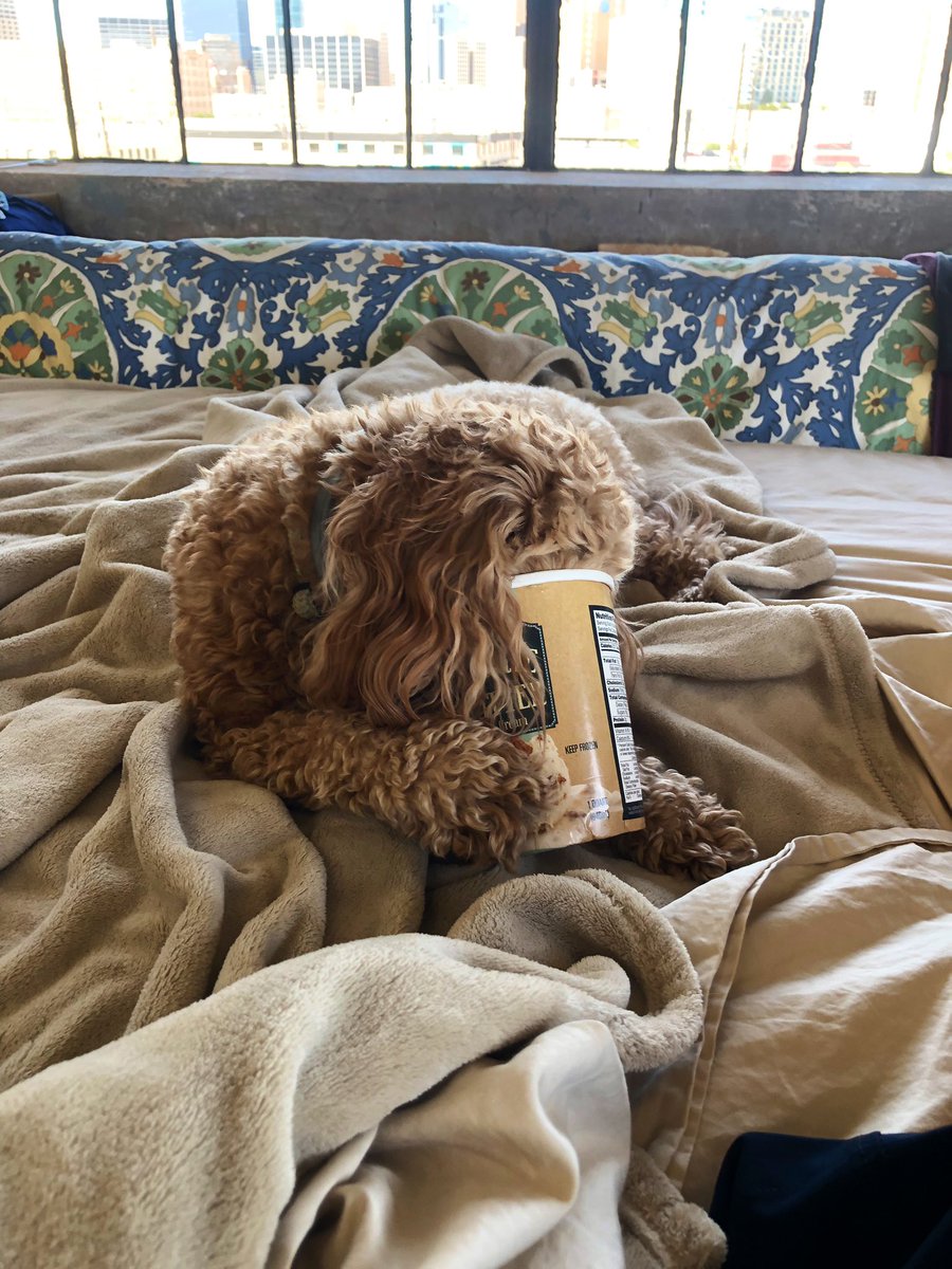 batch864's tweet photo. @dog_rates This is Tess. She loves to help get recycle items ready to put in the recycle bin. 18/10 for environmental consciousness? @Abbeybatch @Embatch_ @AngieBatch @bradistall https://t.co/DPrUyR7hZr