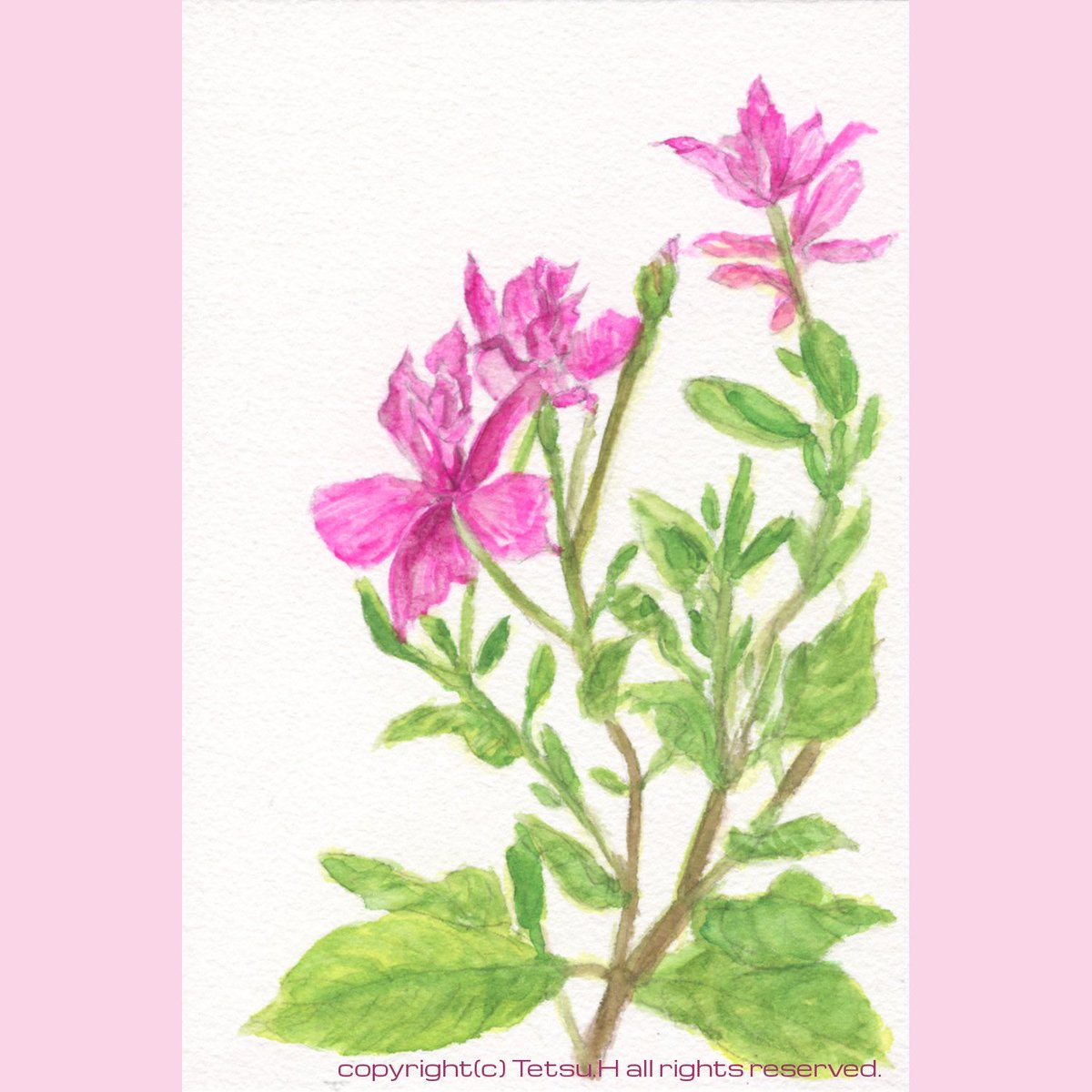 Tetsu Hirai ひとまず様子見 ニチニチソウソワレ 19年作 植物画 透明水彩 スケッチ ニチニチソウソワレ 日日草 ニチニチソウ Botanicalillustrations Sketch Watercolor Platycodongrandiflorus Calibrachoa Periwinkle T Co