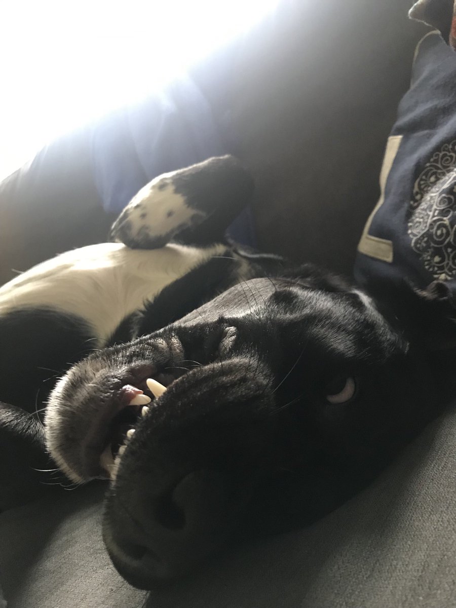 MartinWillB's tweet photo. My lovable daft mutt waking up with a mad grin on his face. Must’ve been some dream #chasingcats https://t.co/4GVlK2C4PR
