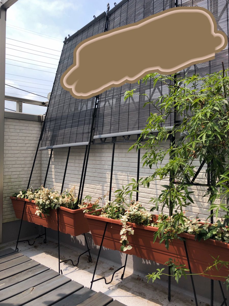 ミリヤママ ダサくならないコツ 脱おばさん Auf Twitter ニトリのすだれ こうやって目隠しにしました 思ったより透けるけど向こうからは見えないはず 4枚 追加で注文した プランター プランターハンガー ローズトレリス すだれ 1セット2 700円くらいです