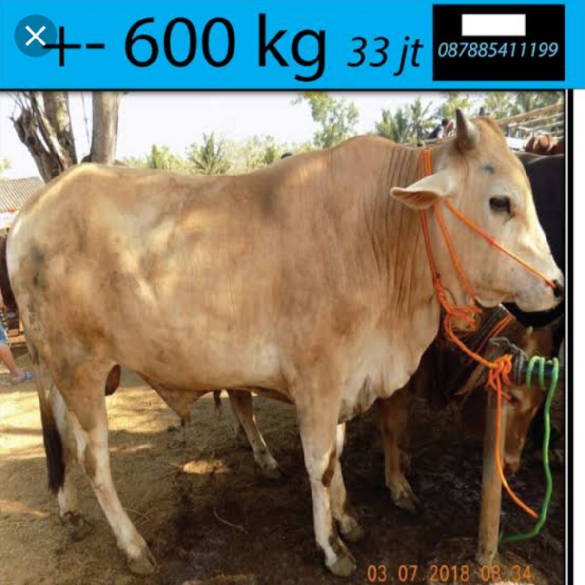 Sapi Rasya Kaesang Pangarep on Twitter: