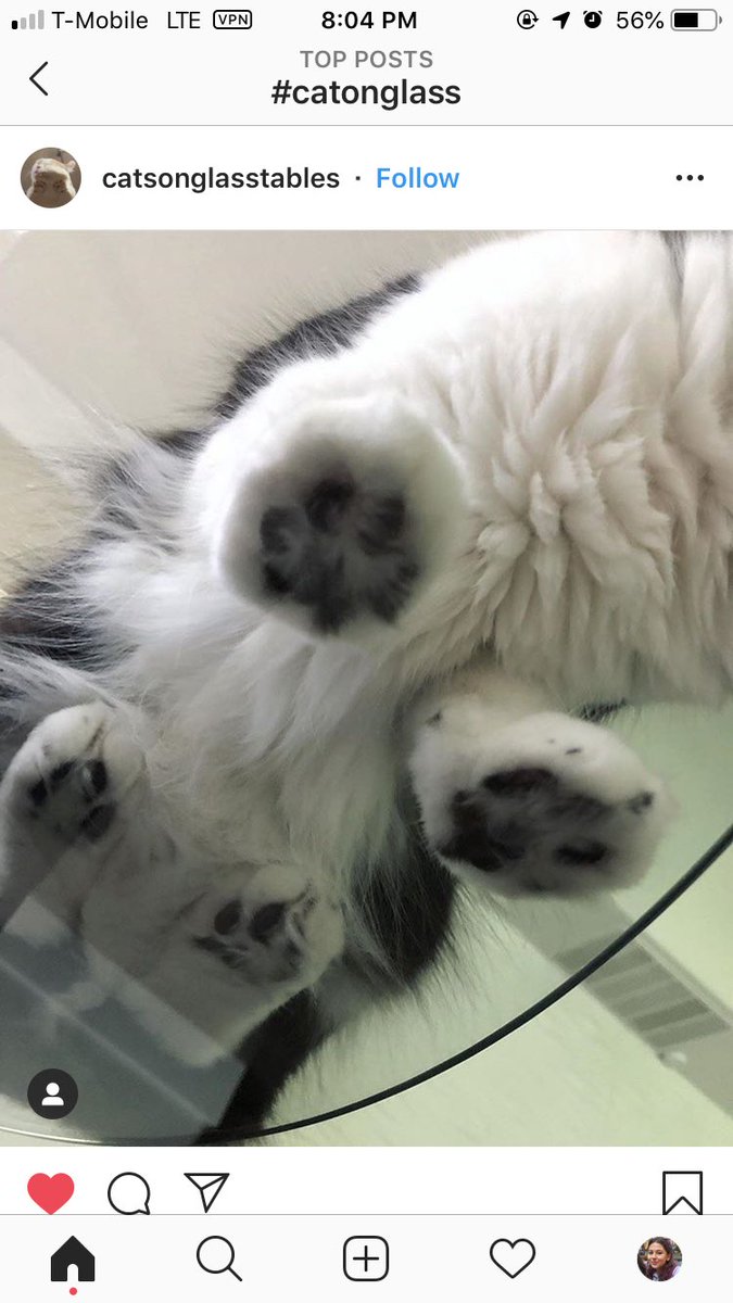 urdads_tevatan's tweet photo. #catsonglass what a blessed hashtag https://t.co/StBYE5kBez