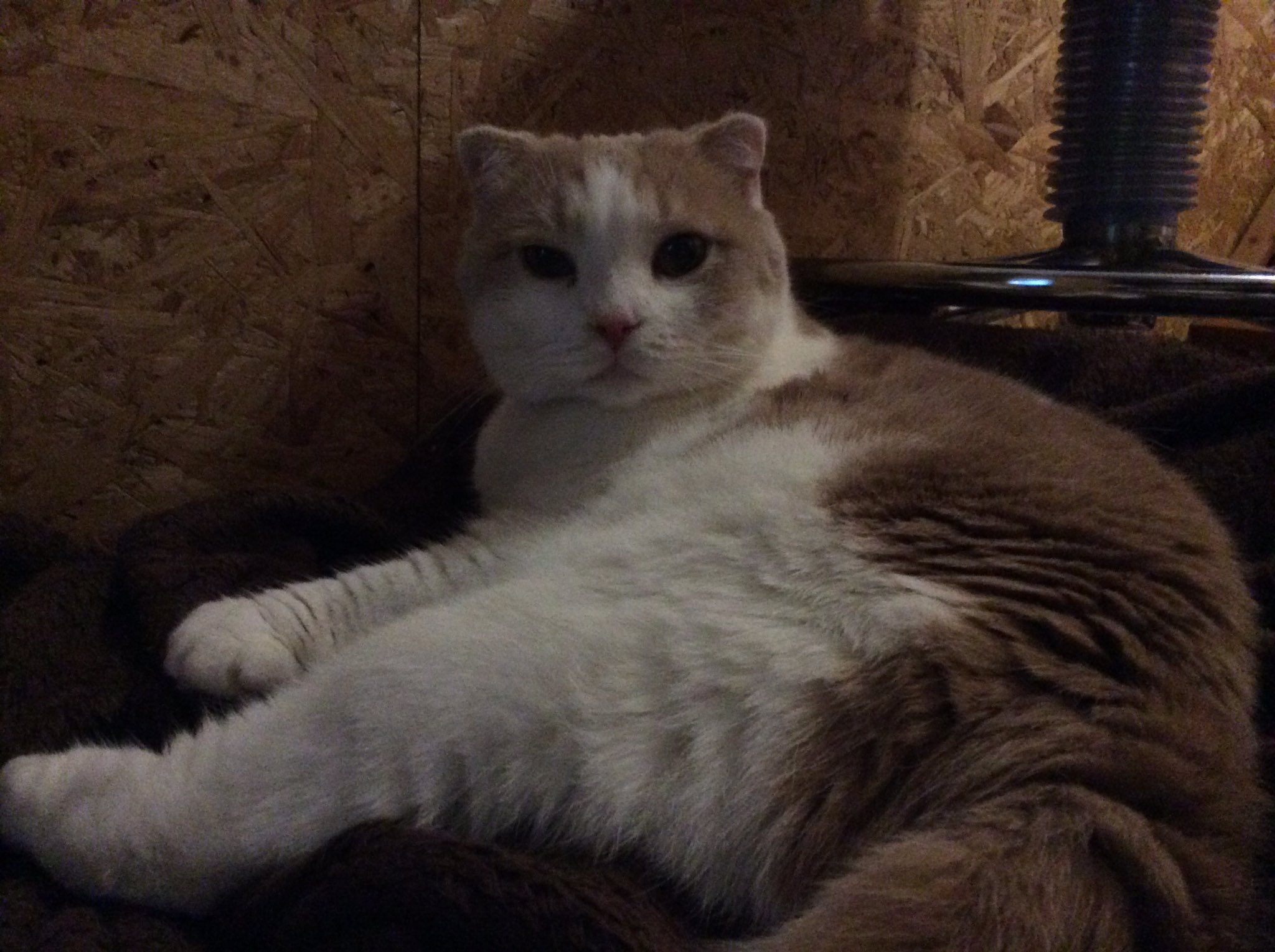 小田原猫カフェねこのいえ Espoirkk Twitter
