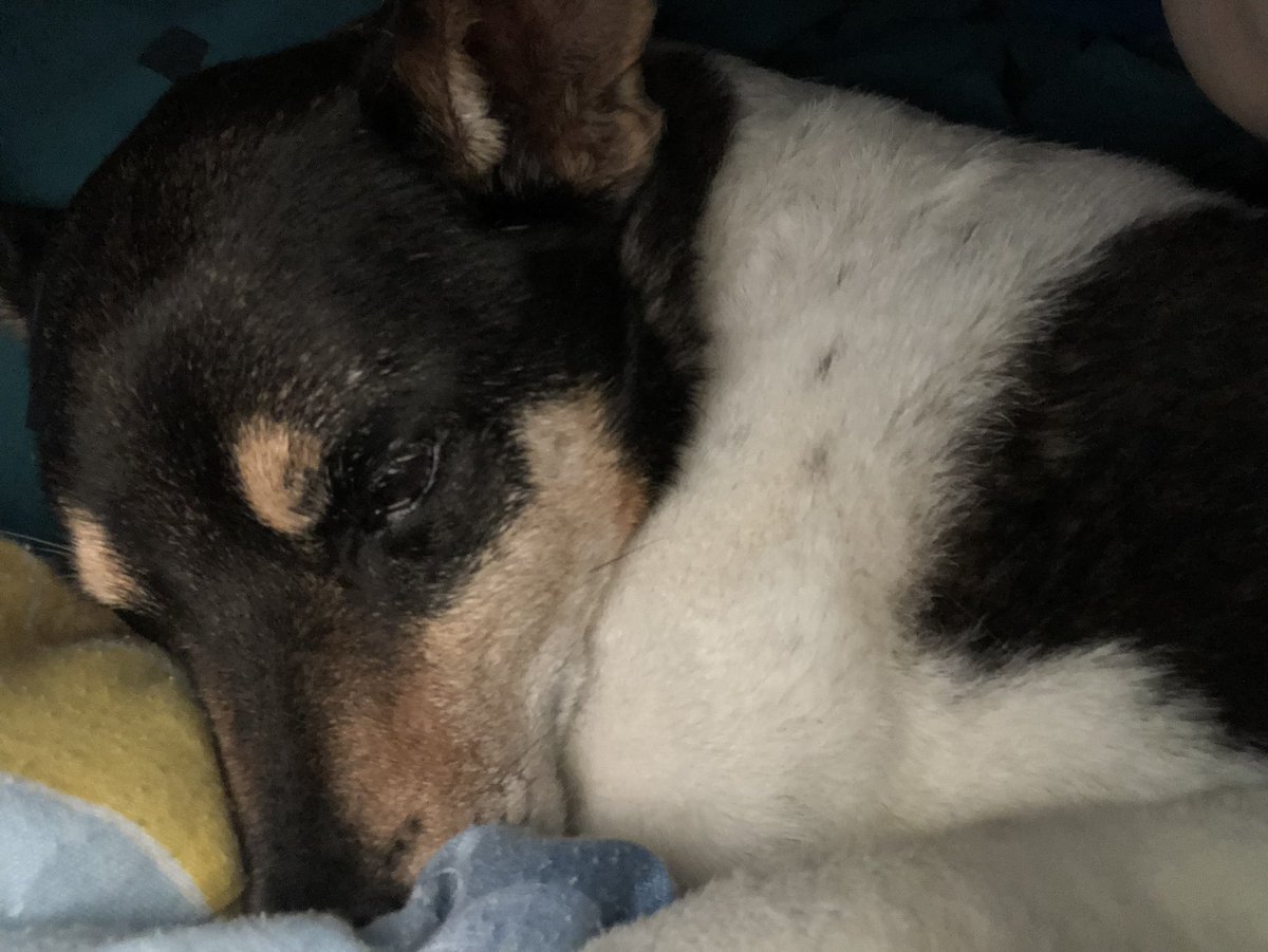 here24get's tweet photo. Missing my fur baby some fierce. 1st my dad in June, now my dog. My heart is broken. I can’t stop crying. 😢❤️ https://t.co/eDqySVQsMD