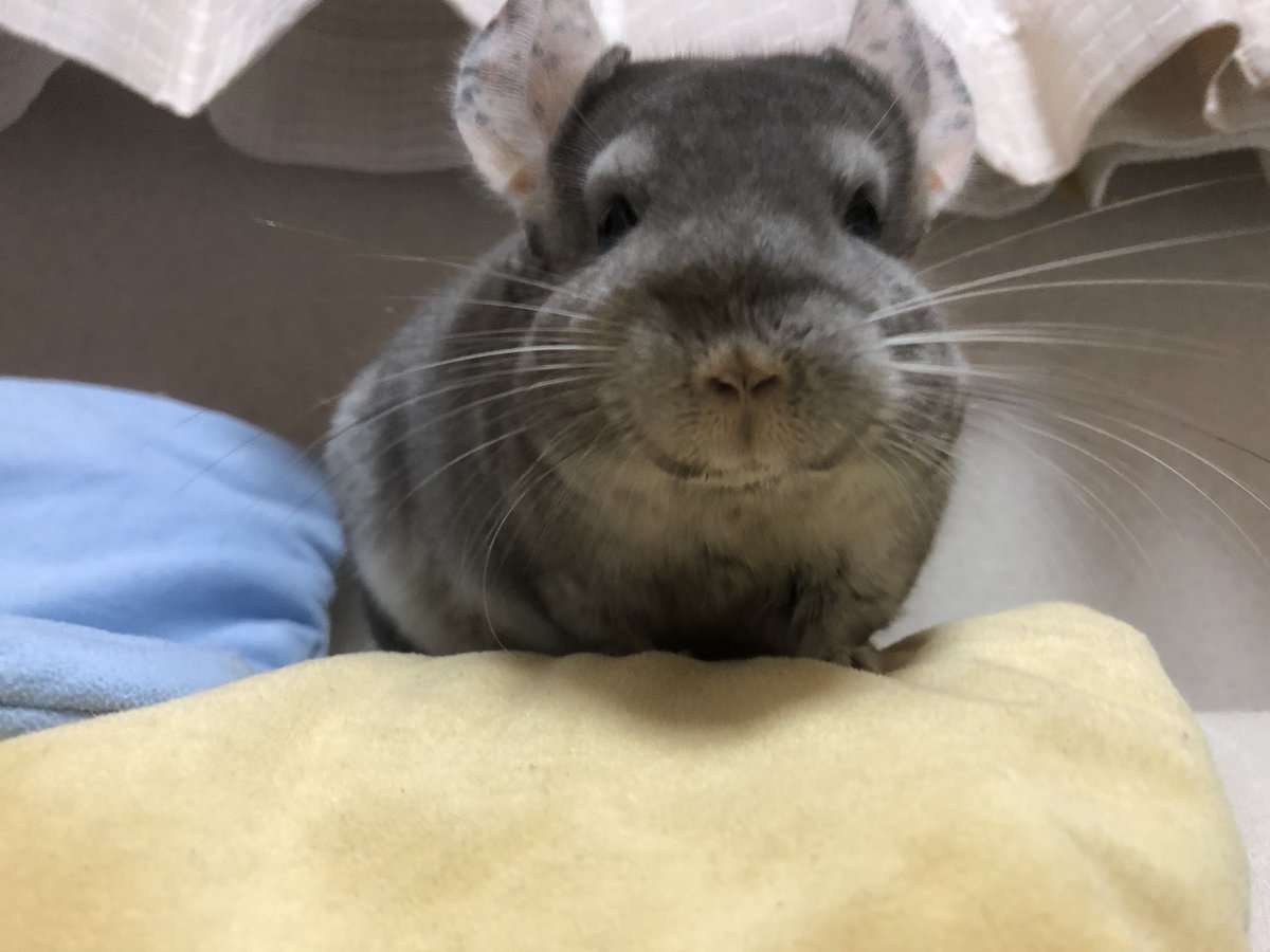 okgcn_kn's tweet photo. 久しぶりにこの垢くるとめちゃくちゃに癒される https://t.co/iugA7J3TVn