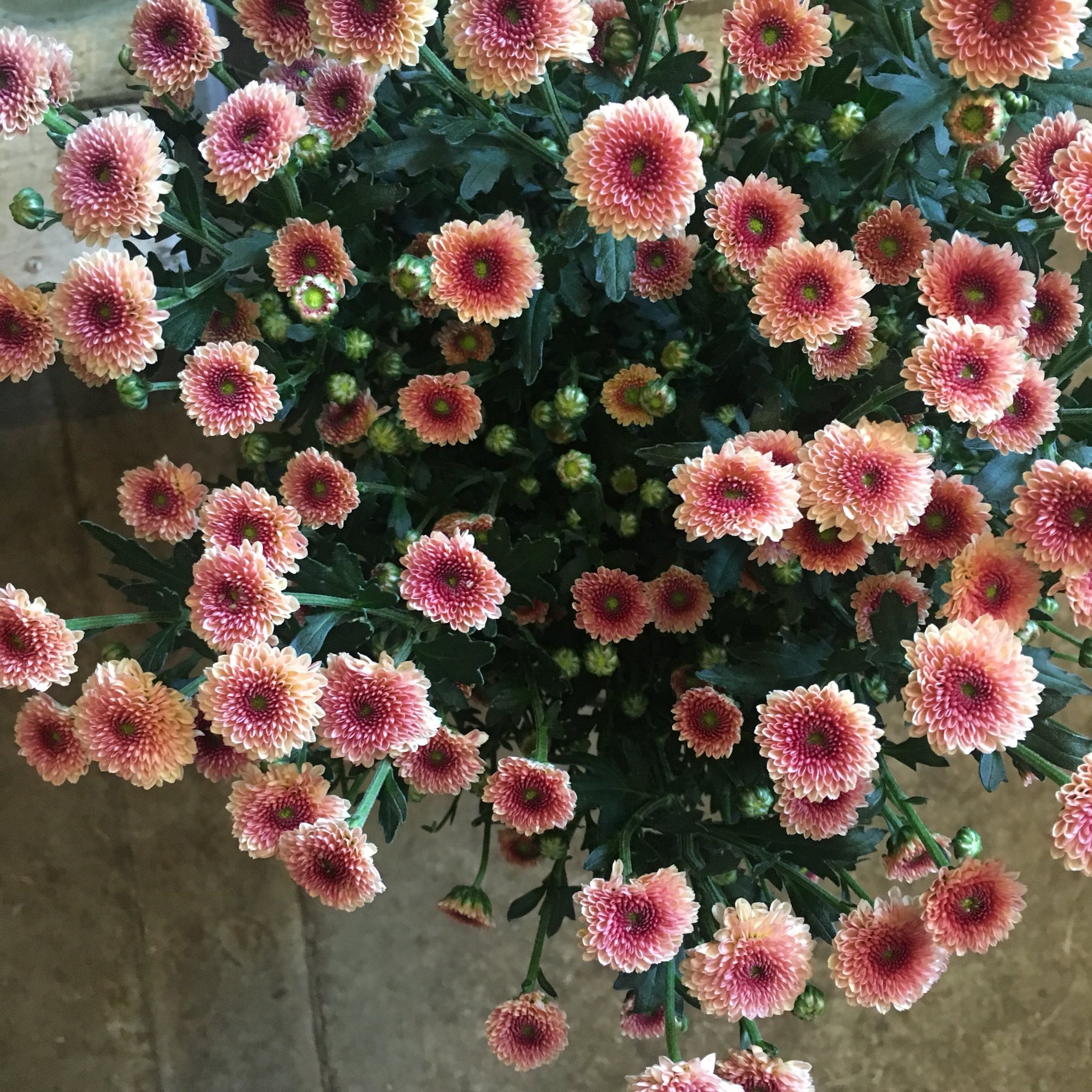 D Ici Peu 毎日ひと花 Sp菊 カリメロ D Ici Peu 毎日ひと花 Sp菊 カリメロ