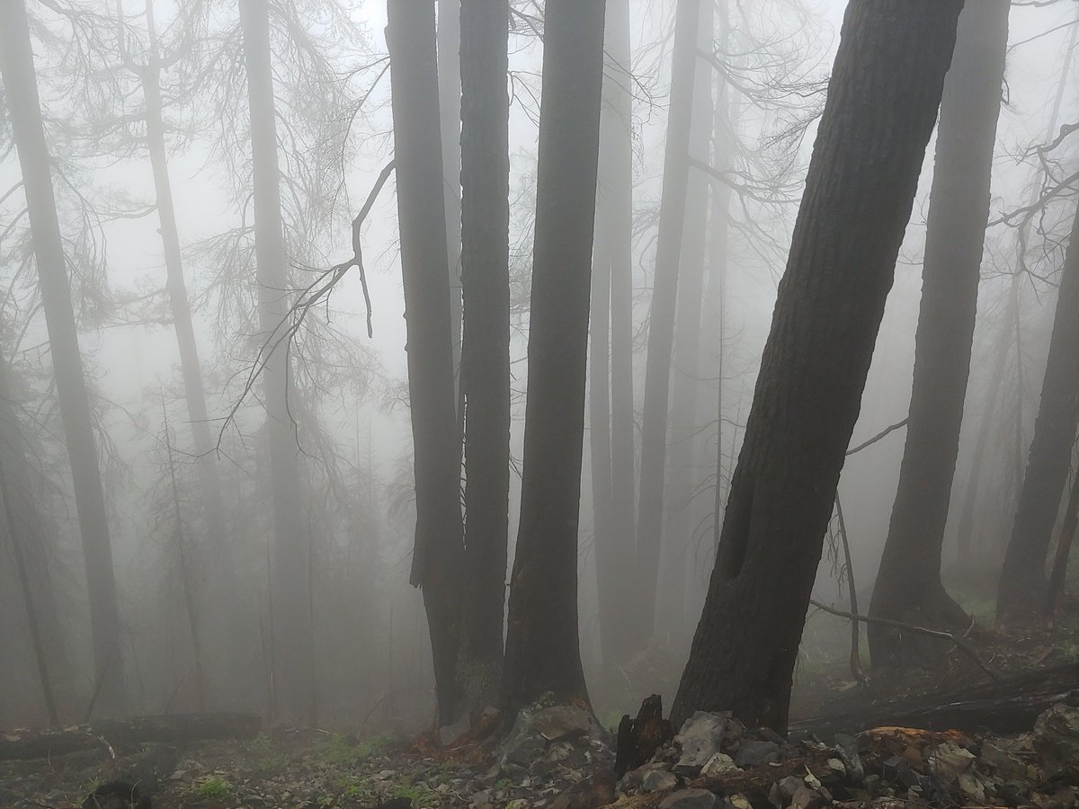 DirkTweetz's tweet photo. And a final few from the trip back down. All in all I enjoyed my trip to Noble Knob. https://t.co/P6AOthUsM3