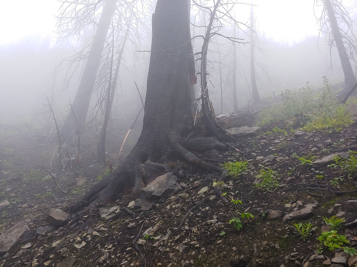 DirkTweetz's tweet photo. And a final few from the trip back down. All in all I enjoyed my trip to Noble Knob. https://t.co/P6AOthUsM3