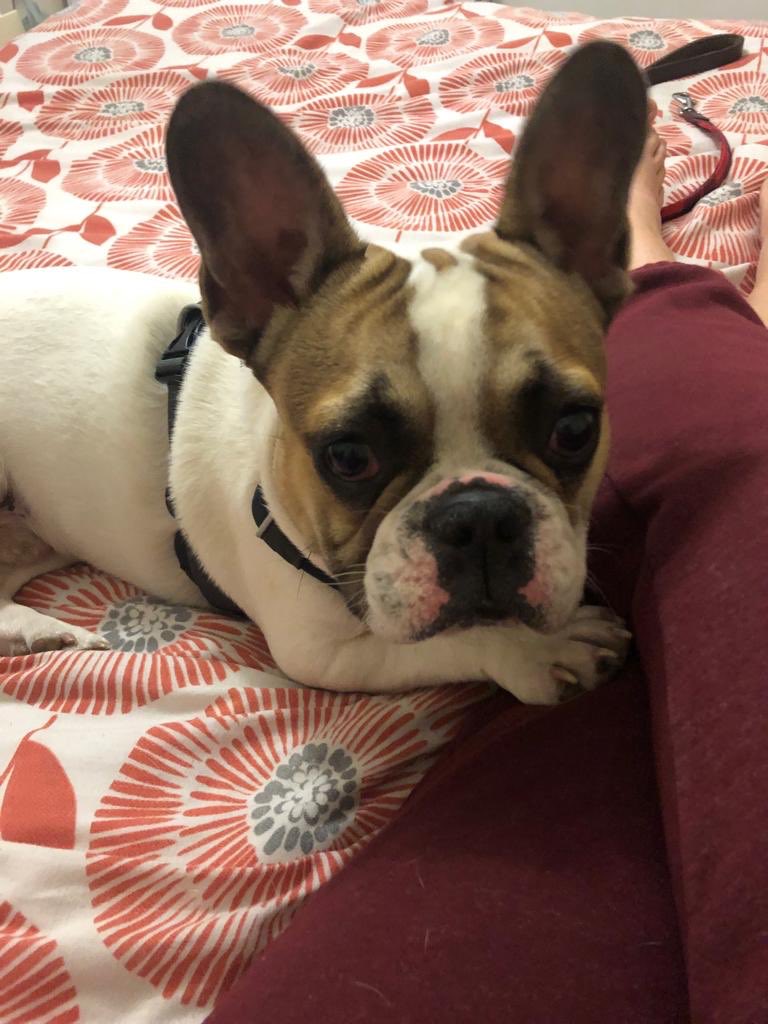 FrenchieHenry's tweet photo. #frenchbulldog #frenchie #frenchies #bulldog #dog #puppy #frenchielove #dogs  #frenchiepuppy #frenchieoftheday #frenchiesociety #frenchielife #instafrenchie #instadog #frenchbulldogs #bulldogfrances #puppylove #bulldogs #puppies #love #frenchbully #french #franz #bhfyp https://t.co/nGtd5Hwhb8