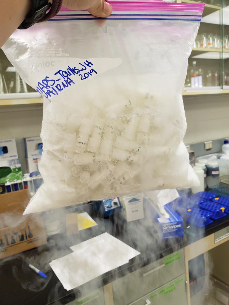 HanschuJanaye's tweet photo. So. Many. DNA/RNA samples! And more to come! #MAPS2019 https://t.co/r6nlIuMcma