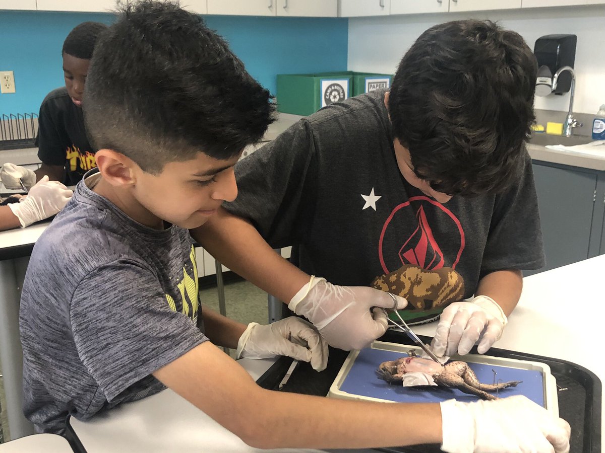 Mr_Mandell's tweet photo. Love what amazing things happened throughout the #6thgradeyear and was so happy to see the growth of these kids! #MandellScience #frogdissections @GreenfieldCVUSD @GThunderbirds https://t.co/D3OxFboVZn