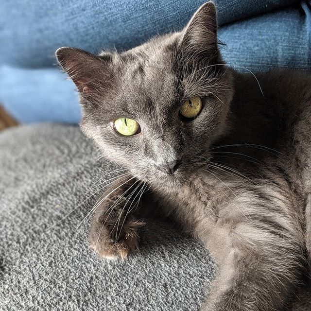 My girl, Bear. 🐻 #cat #catsofinstagram ift.tt/2GYqzCb