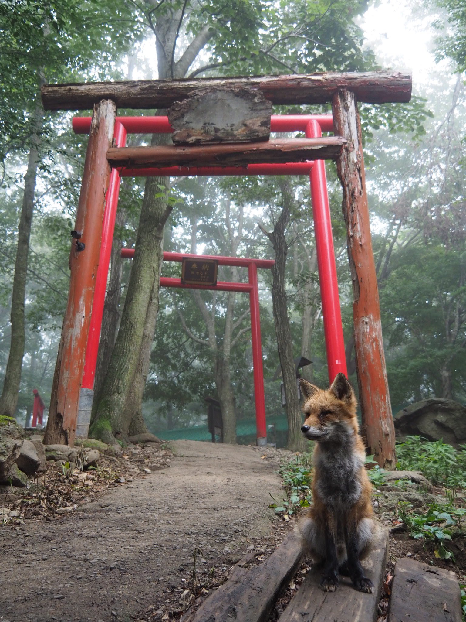 ツジーリヤ ヨシコサンドロワ 昨日の奇跡的な狐 稲荷神社 霧のコラボ 狐さんは写真撮りやすいように角度変えていろんなポーズしてくれた 神 いや 神の使いか T Co El7gvycvoc Twitter