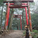 奇跡的な狐・稲荷神社・霧のコラボ!これはきっと神の使いに違いない!!