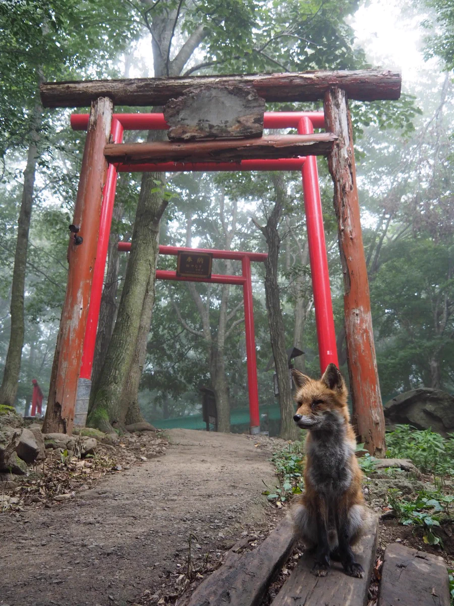 奇跡的な狐・稲荷神社・霧のコラボ！！これはきっと神の使いに違いない!!!!
