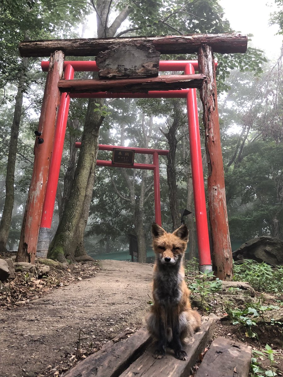 奇跡的な狐 稲荷神社 霧のコラボ これはきっと神の使いに違いない 話題の画像プラス