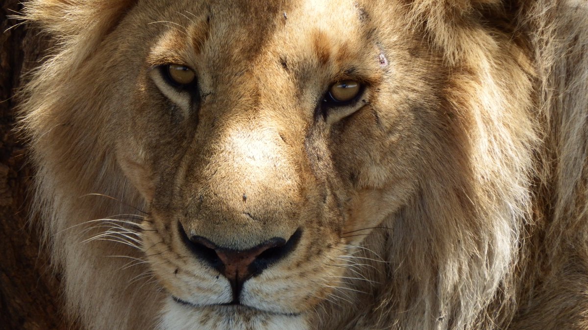 PaulaElsley's tweet photo. World Lion Day. Loved seeing these amazing cats in the Serengeti. Great memories to treasure.
#LionDay #Lion #wildlife https://t.co/3kafIapBur