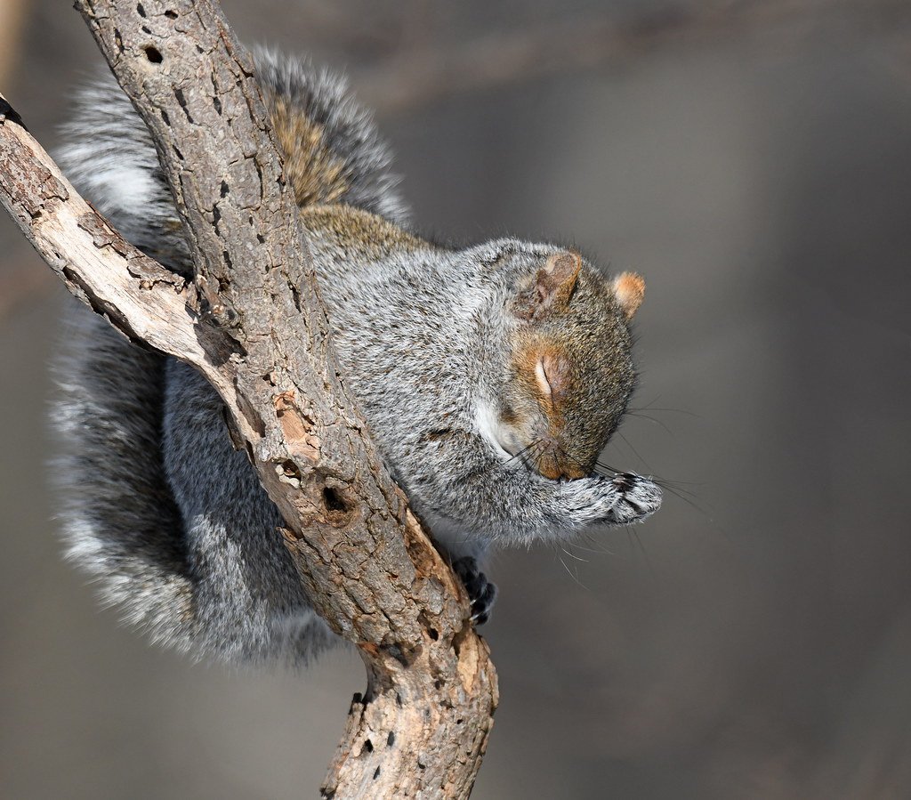 BennyDSquirrel's tweet photo. Dear @CBSBigBrother you know I love you. I've been here since the start. Living in the rafters watching Eddie win #BB1. Through the high & lows, good & bad, funny & sad, in the best of times and the worst.
Please #SaveCliff! He's my ride or die. Beat the odds! #TheUnexpected https://t.co/YUjoBUsqQb