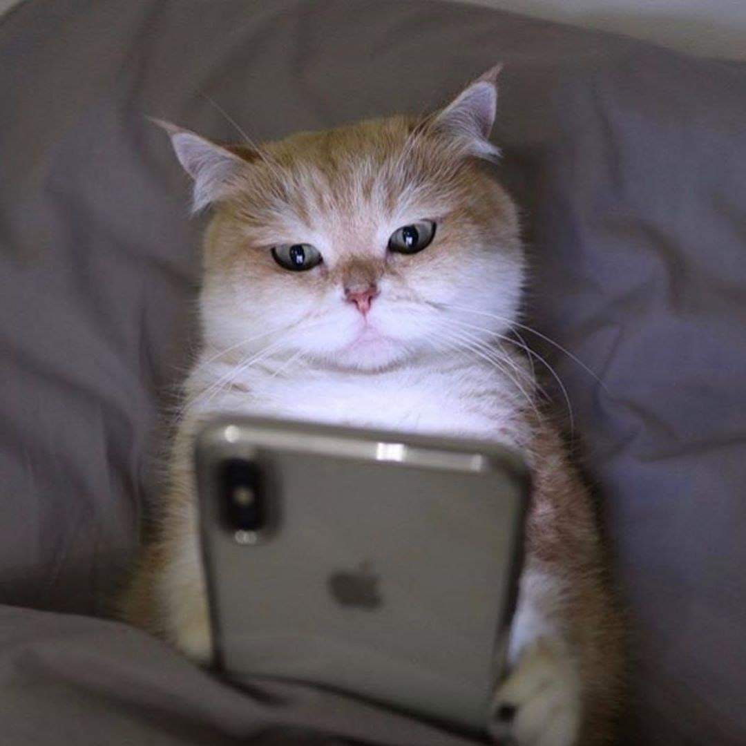 YAYAbaabor's tweet photo. หนูมารอชื่อด้อมบอสทุกวันเลยนะฮะ🐈🐱 #คังแดเนียล #KangDaniel​ #CEOKang​ #ColorOnMe https://t.co/dFdfR7KmoK