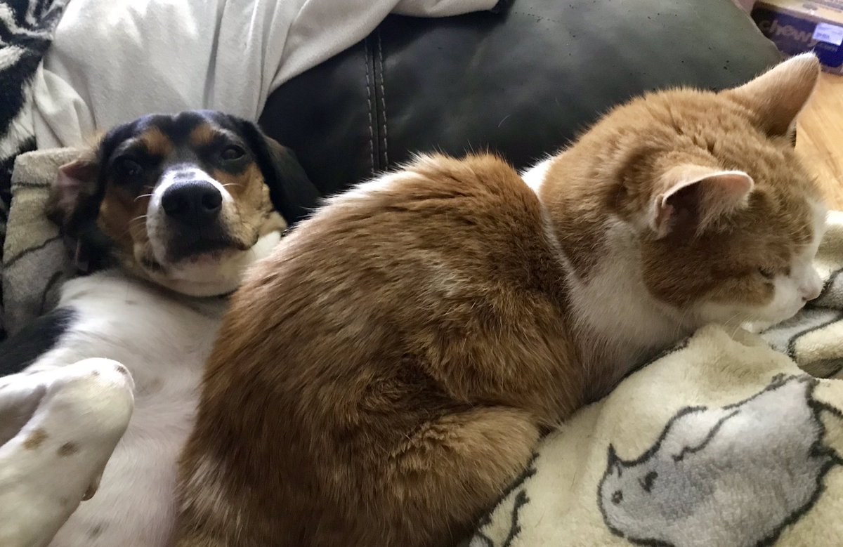 I am doing the #NationalLazyDay with the helpings of my frend Maya. We are doing the snugglings and have very much lazy!