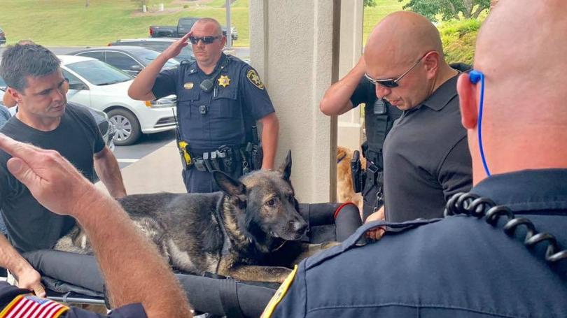OnPatrolK9's tweet photo. K9 Officer Dagger gets final goodbye in Lenior City  
😢RIP Dagger, you leave behind a sad but grateful community and many many friends. 
https://t.co/3dAdyvxcfY
#K9 #dog #police #WarOnDrugs #LivePD @LivePDNation @OfficialLivePD https://t.co/f3DC2w0KQT