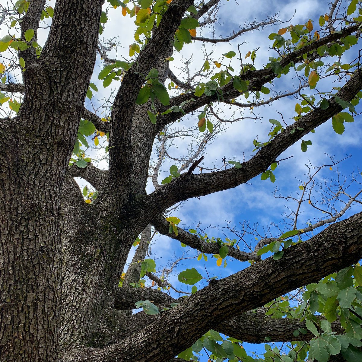 trees_of_sydney's tweet photo. 🍂 Quercus robur (English Oak) #quercusrobur #englishoak #commonoak #europeanoak #pedunculateoak #fagaceae #angiosperm #deciduous #deciduoustrees #deciduoustree #treesoftheworld #treesofsydney #sydneytrees #sydneytree #trees #tree #sydney https://t.co/mvWyN4hD9k