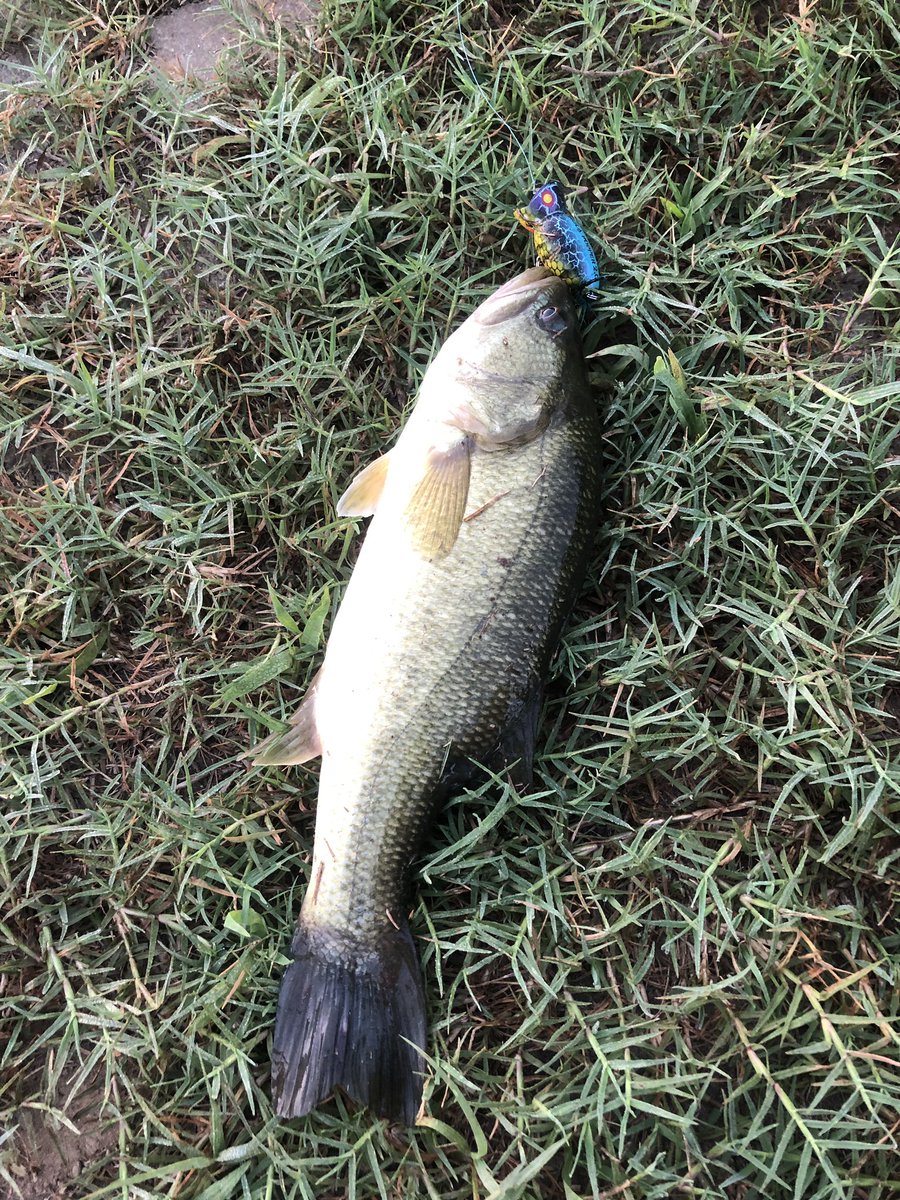 RoadGames's tweet photo. 早速フラポッパー2.0で頂きました🐟 @霞水系
#hulapopper20 #hulapopper #arbogast #pradco https://t.co/8DHHNitkPp