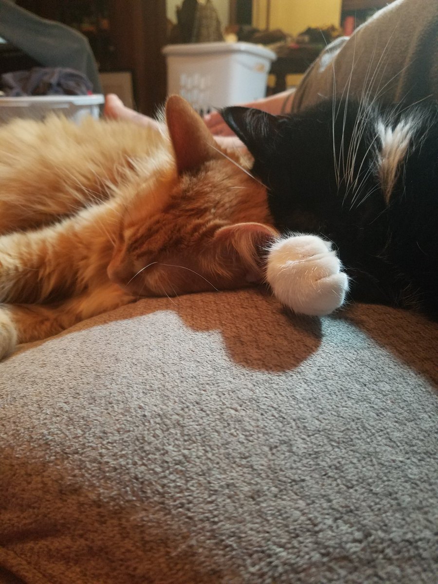 PMurdercat's tweet photo. Sometimes he's ok #dailyprayers https://t.co/NCk46jlB4w