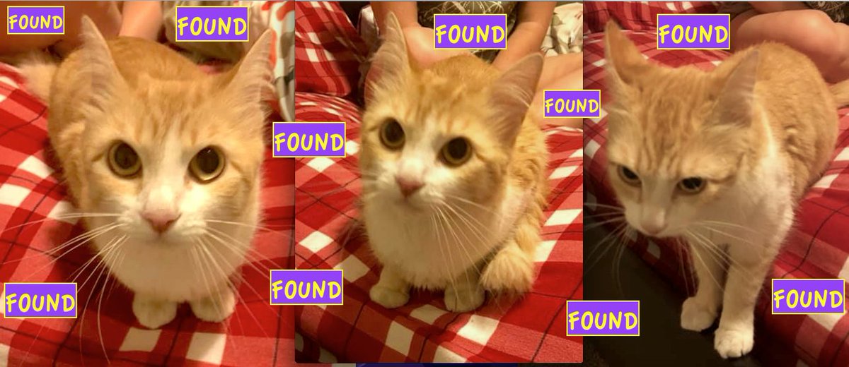 Friendly ORANGE &amp; WHITE CAT FOUND in <a href="/CopperwoodLeth/">Copperwood</a> WEST: Think that he/she has been living under the deck for at least a week: facebook.com/LethbridgeAndA… Please RT #YQL