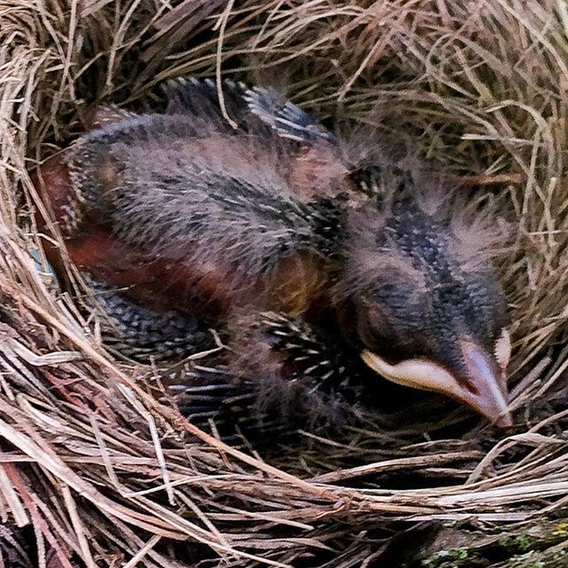 inkfallstudios's tweet photo. This baby something is growing in my walnut tree. 
#baby #bird #nest #tree #summer #walnut #something #growing #vermont #nature https://t.co/IBArG4n1nw https://t.co/iiwtloBa7B