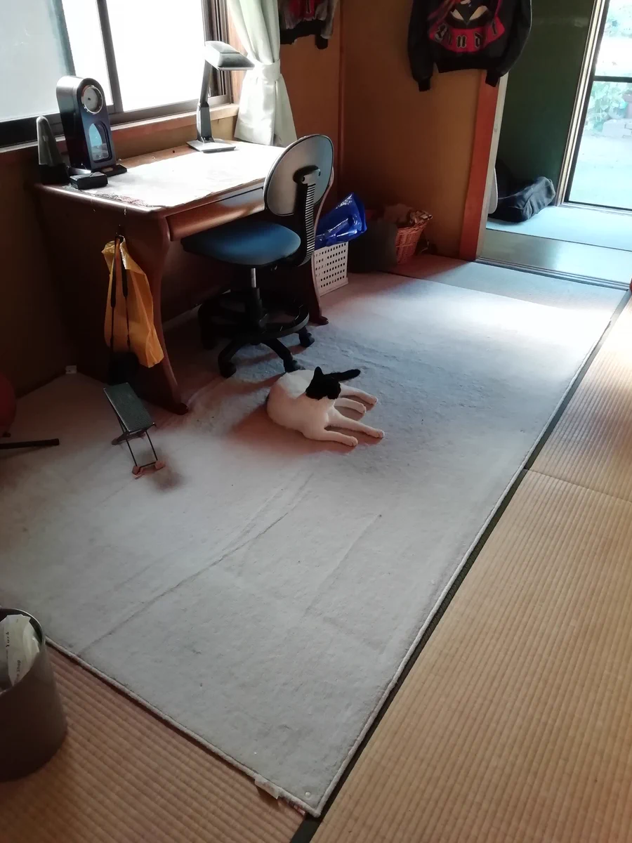 息子ロスのネコが愛らしすぎて抱きしめたくなるｗｗｗ