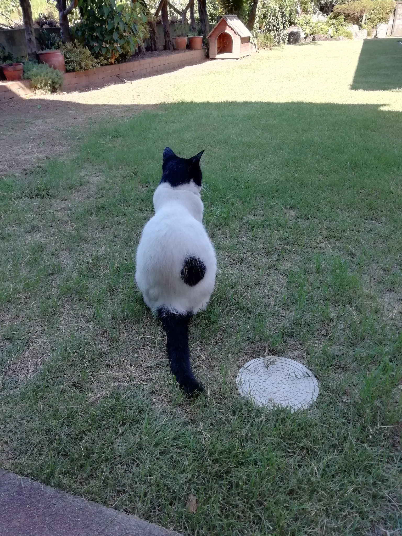 息子ロスのネコが愛らしすぎて抱きしめたくなるｗｗｗ