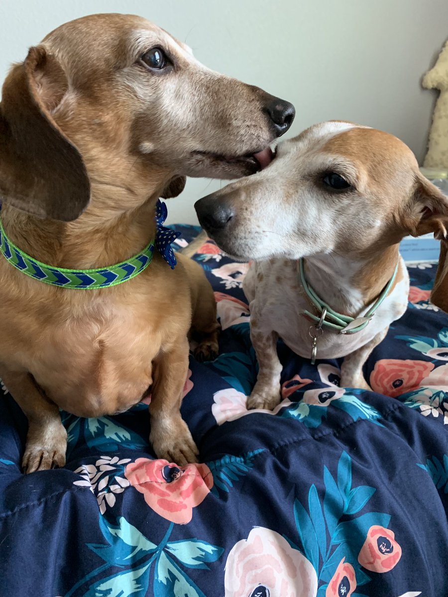 PapoPaps's tweet photo. Just loving on my little girl. #dachshund #dachshundlove #doxie #DogLife #doglove #pets https://t.co/egehLfmaZA