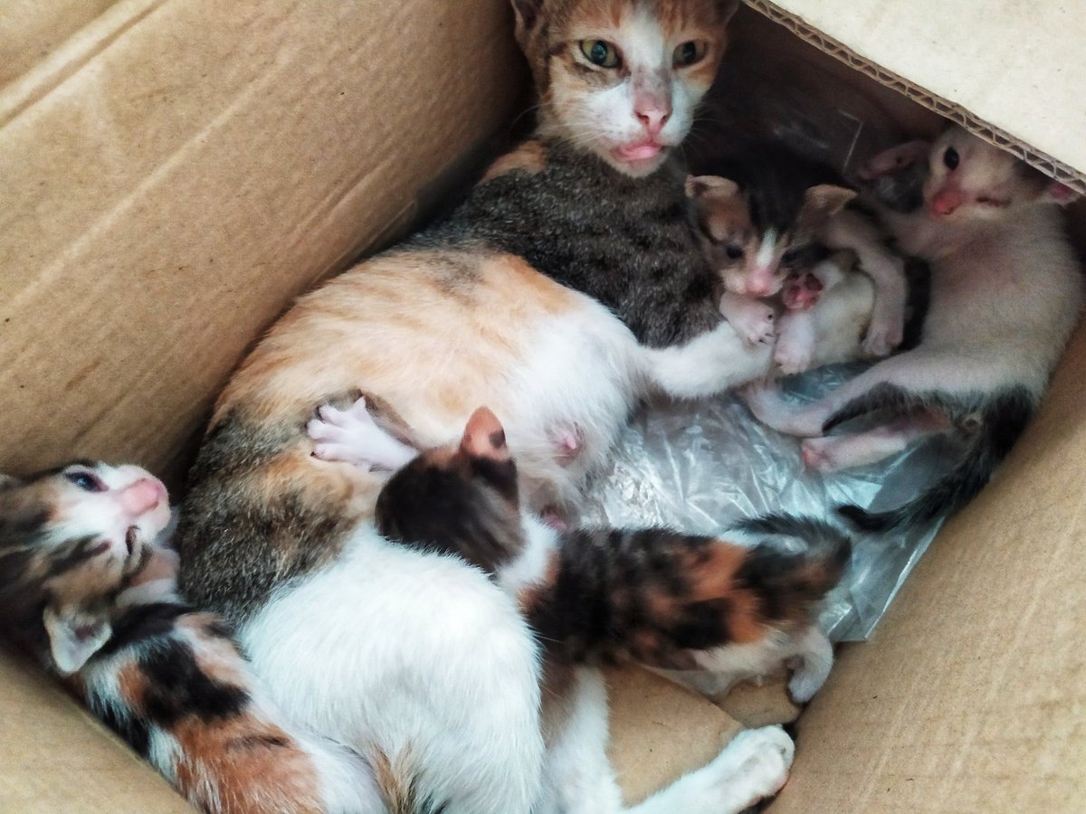 rcdeguzmanG12's tweet photo. Good morning from Muningning and her furbabies!!!
#Muningning
#Pangets
#Batugan
#CatsOfValenzuela
#adoptdontshop https://t.co/QT79gpQf3a