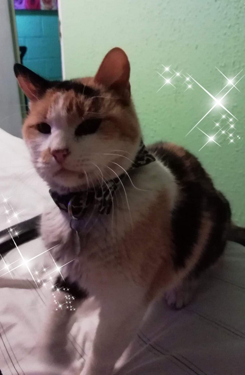 Kari_LS's tweet image. Gatita perdida en la comuna de #pudahuel pj puerto aguirre su nombre es kiara, en su collar aparecen datos de su madre favor cualquier información, contactarse!!