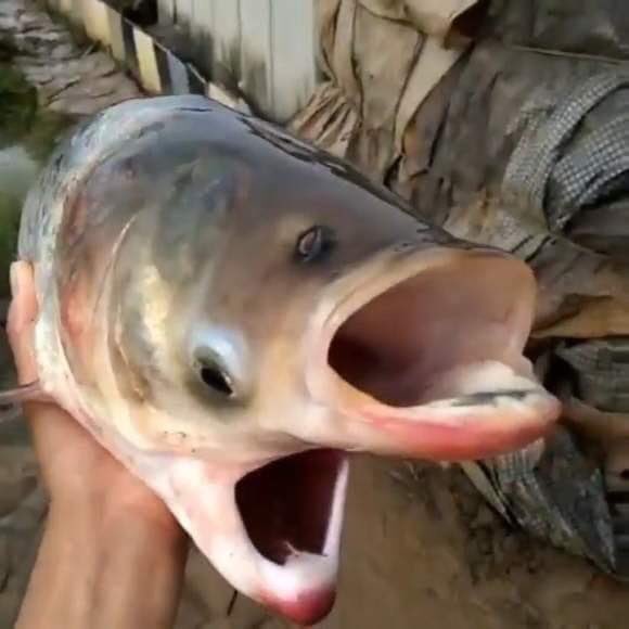 방사능 보다 강한 몸을 가졌다고 하네요.ㅋㅋㅋㅋㅋ 정말 어이없네요.

후쿠시마산 방사능 오염 수산물 수출 생각말고 방사능보다 강한 너희들이나 많이 쳐 드시길 바랍니다.