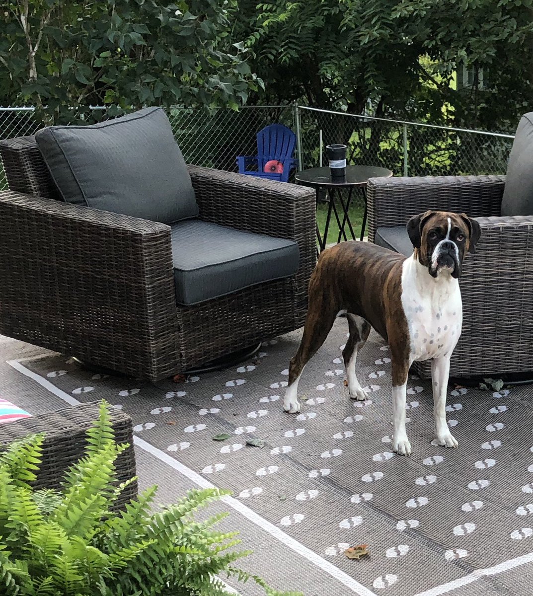 boxersnbriefs2's tweet photo. “You aren’t leaving me out here by myself...are you?” #heavenforbid #spoiledboxer 

#bella #boxerdog #boxerpuppy #boxerdogsoftwitter #saturday https://t.co/dQM5VclEm8