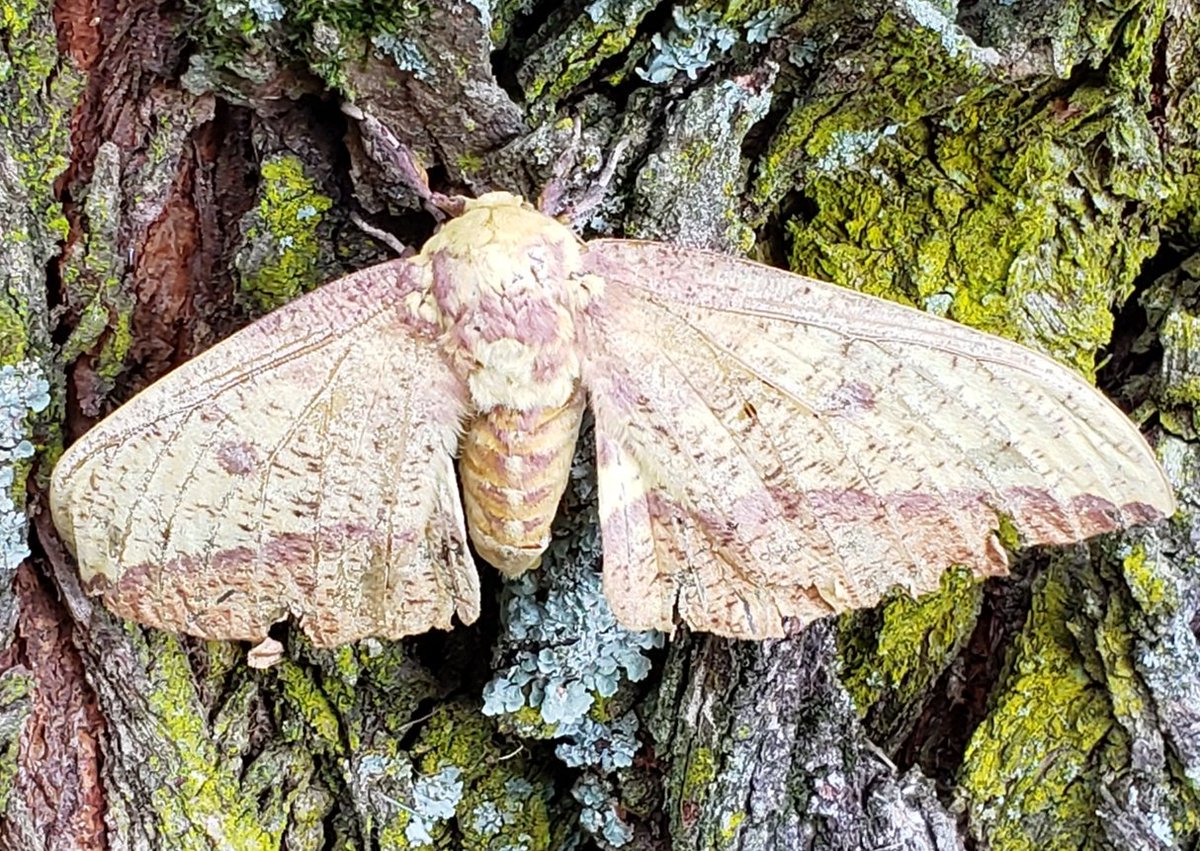 padellie's tweet photo. Mothra, is that you?...
#BackyardFindings #Moth https://t.co/1shXP1qpPQ