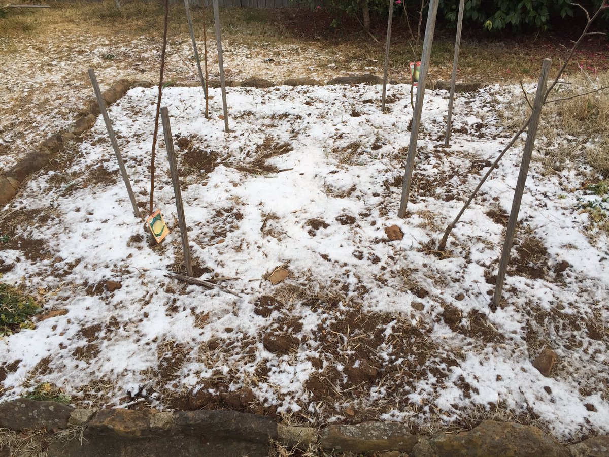 honestscientist's tweet photo. Apple and Pear trees enjoying the snow in Armidale. https://t.co/Sa5qKqUgMA
