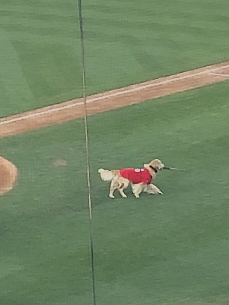 BillMoehle1's tweet photo. Great night at Frontier Field for @RocRedWings #IndiaNight and #MiloTheBatDog. Even had my first ballpark samosa! TY @snh for the tix and it’s always good to see @AdamBello2019 supporting the community and the team. https://t.co/xMOOqdI6h6