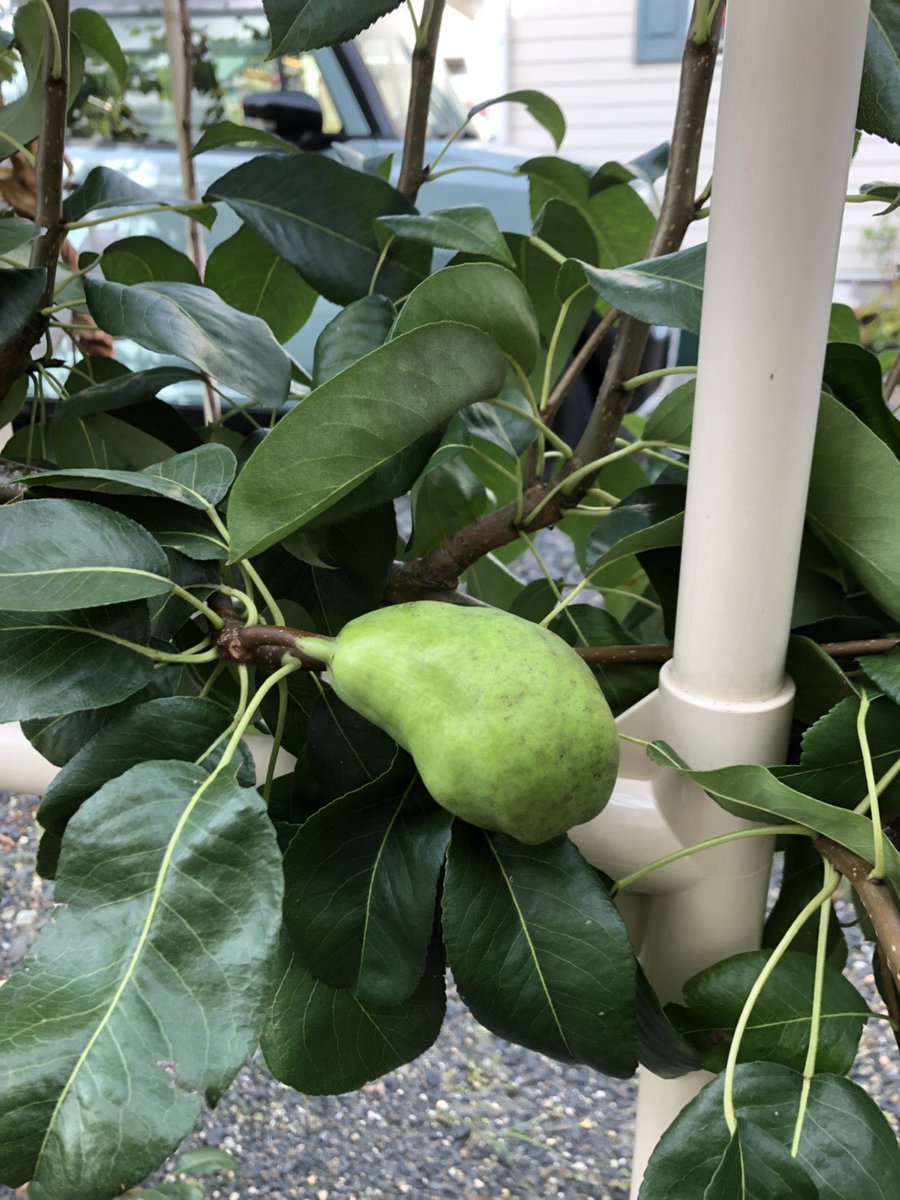 Twitter पर グリちゃん グリーンでgo おはようございまーす こちらはラフランス です 2枚目はルレクチェです またまた果樹を育ててる方からお写真いただきました 三重県でもこれだけ育ちます グリーンでgo ラフランス ルレクチェ 洋梨 梨