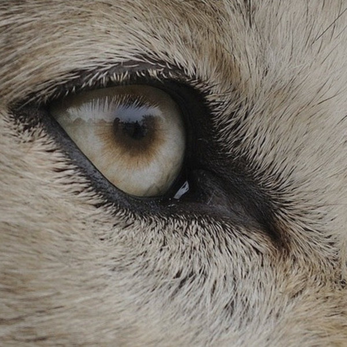 ⠀⠀⠀⠀  ⠀⠀⠀⠀⠀⠀⠀⠀⠀⠀  ⠀⠀⠀⠀
 ❛ ℰᵛᵉʳʸ ⁿᵉˣᵗ ˡᵉᵛᵉˡ ᵒᶠ ʸᵒᵘʳ ˡⁱᶠᵉ ʷⁱˡˡ
       ᵈᵉᵐᵃⁿᵈ ᵃ ᵈⁱᶠᶠᵉʳᵉⁿᵗ ʸᵒᵘ.  ❜

⠀⠀⠀⠀  ⠀⠀  ⇣

⠀⠀⠀  ⠀  ᗯᵒˡᶠ ᵒᶜ
  ℂʰⁱˡᵈ ᵒᶠ ᵗʰᵉ ʰᵒᵘˢᵉ ᵒᶠ Oʳˡᵉ́ᵃⁿˢ. 

⠀⠀⠀⠀   ▸ ᴿᵉᵗʷᵉᵉᵗˢˀ