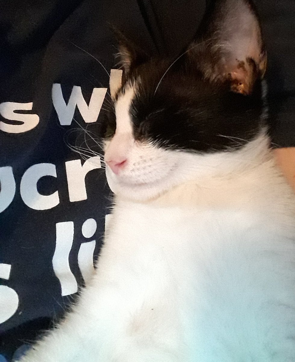 MezzoPips's tweet photo. She put herself like this...

...and my heart, guys.

#BeatrixKitto #CatsOfTwitter https://t.co/3xZ9LUNUMG
